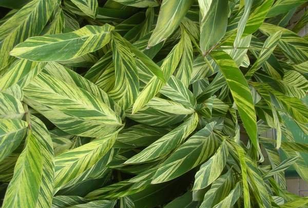 花叶交织的艳山姜