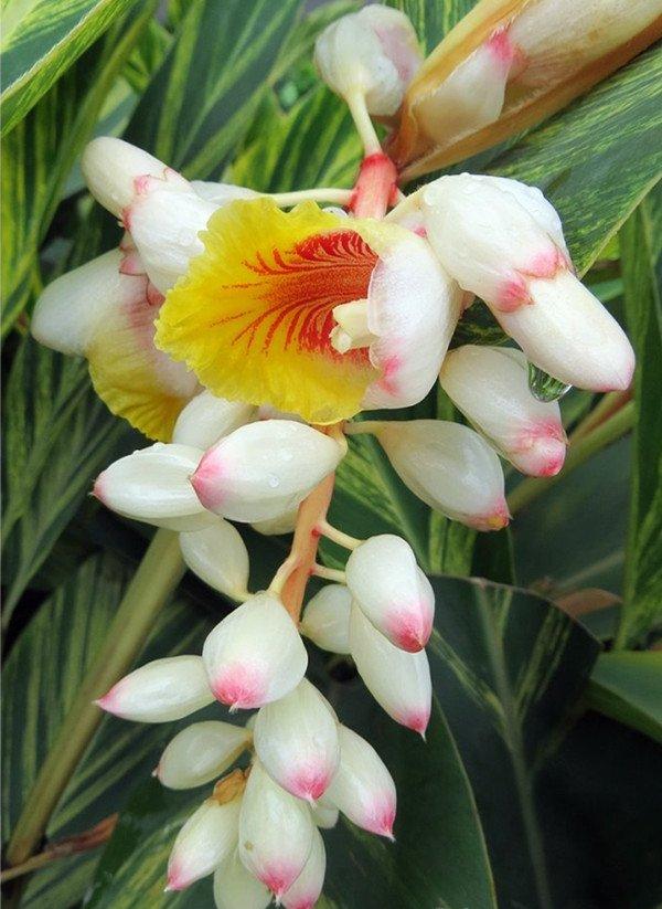 花叶交织的艳山姜