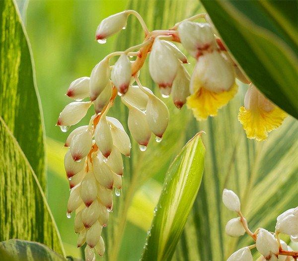 花叶交织的艳山姜