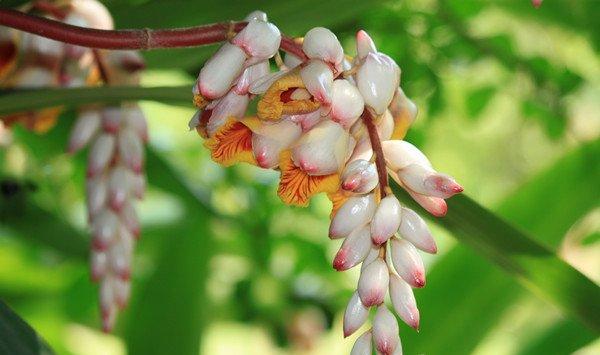 花叶交织的艳山姜