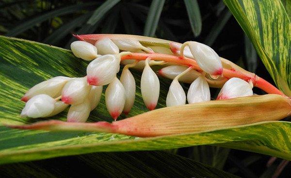 花叶交织的艳山姜