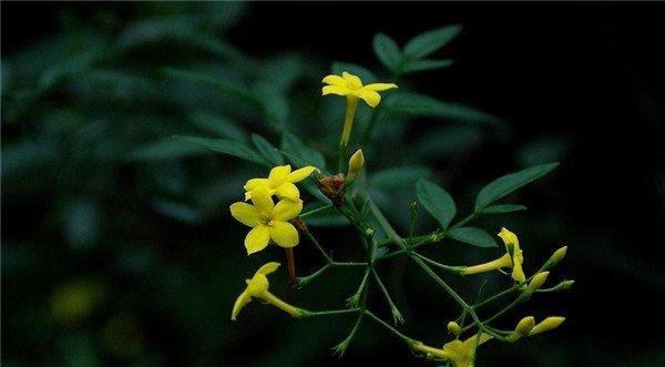迎春花谢，迎夏花开