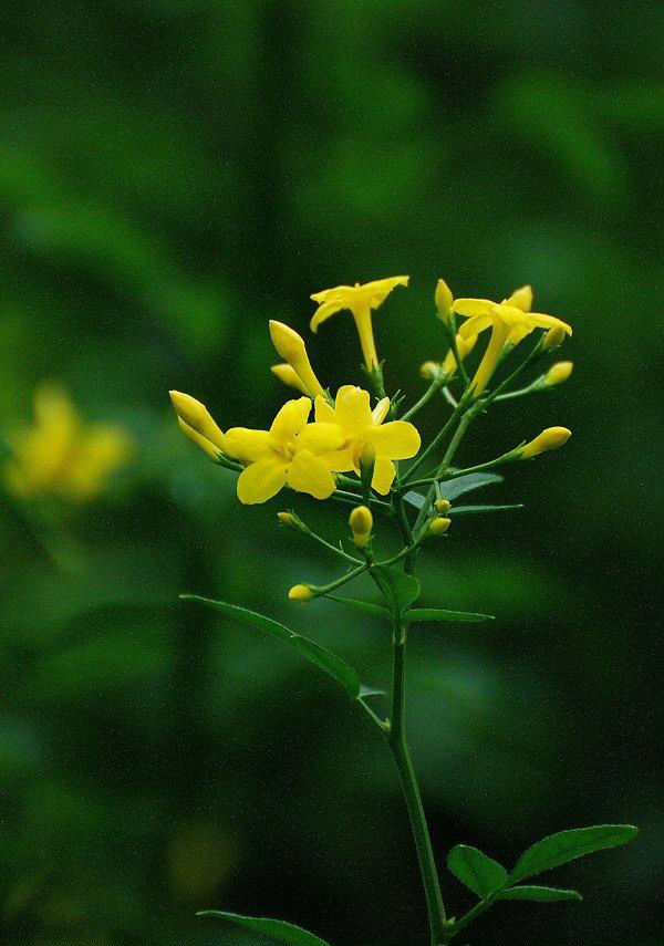 迎夏花开
