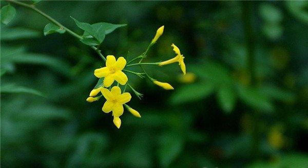 山间野花初夏