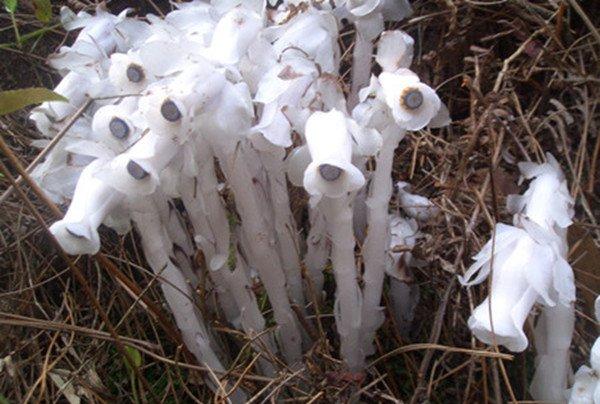 幽灵之花——水晶兰图片