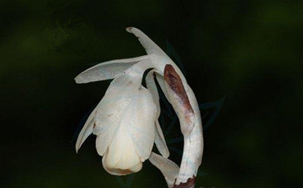 幽灵之花——水晶兰图片