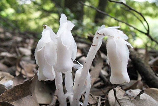 幽灵之花——水晶兰图片