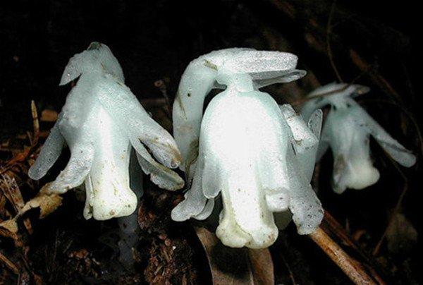 幽灵之花——水晶兰图片