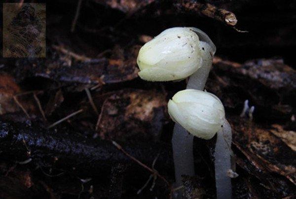 幽灵之花——水晶兰图片