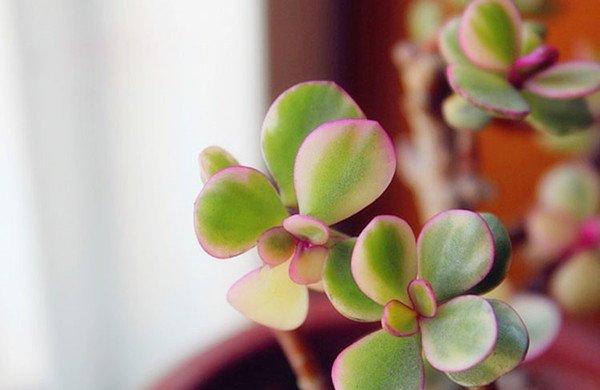 美丽的雅乐之舞
