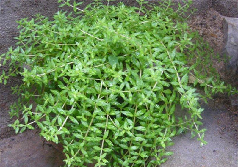 雨天的垂盆草