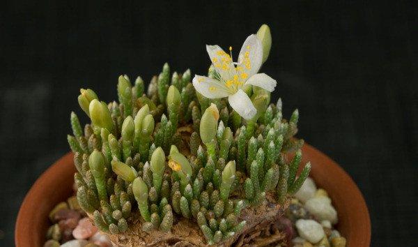 白花韧锦图片