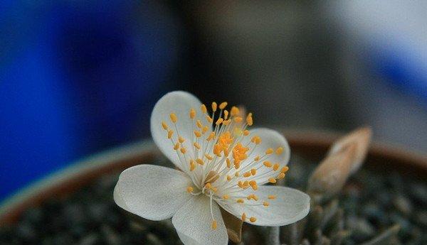 美丽的白花韧锦
