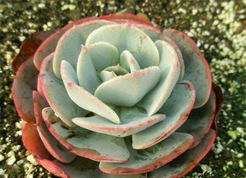 红粉台阁沾了点水