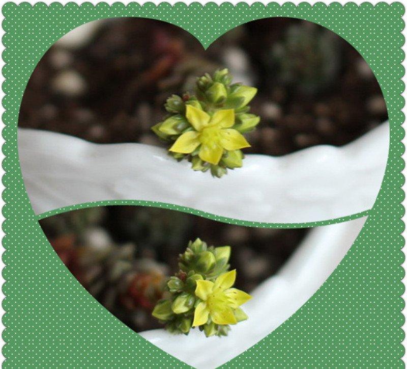 小玉还会开花