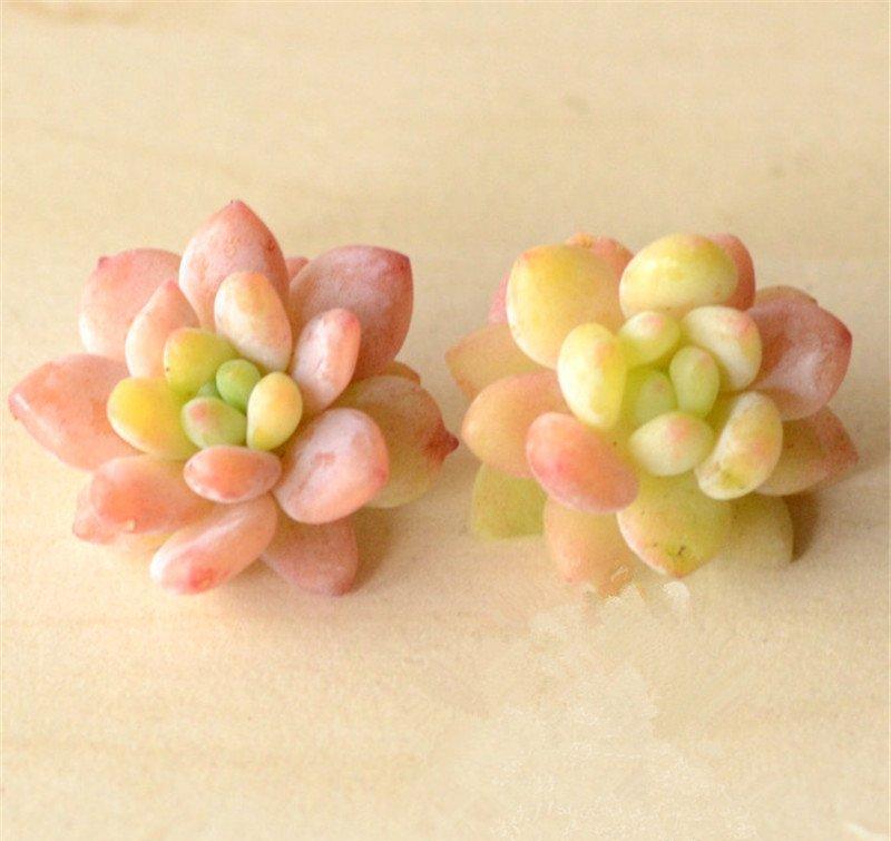 “肤如凝脂，面如白玉”的凝脂莲