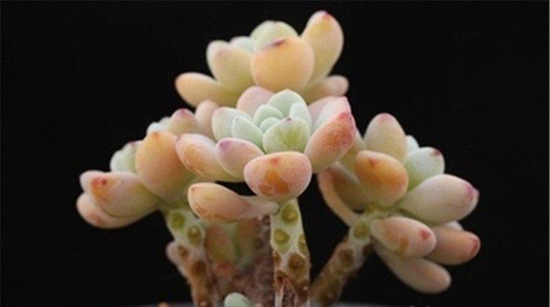 差点长成蘑菇的凝脂莲