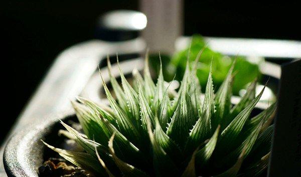 草玉露