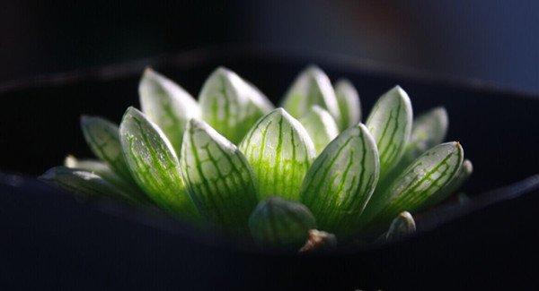 蝉翼玉露