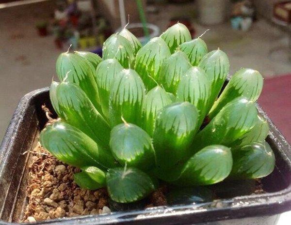 玉露图片