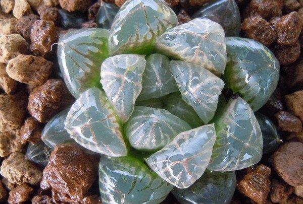 玉露