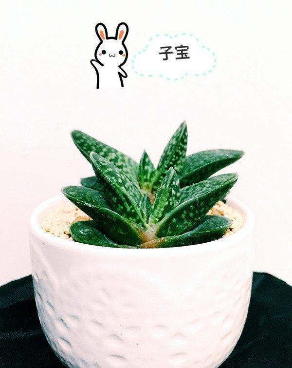 子宝图片