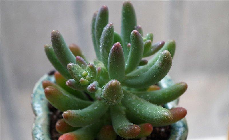 出水芙蓉八千代
