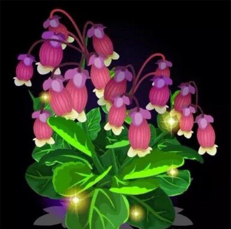 点亮宫灯长寿花