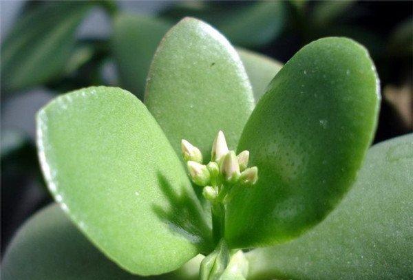 燕子掌要开花啦