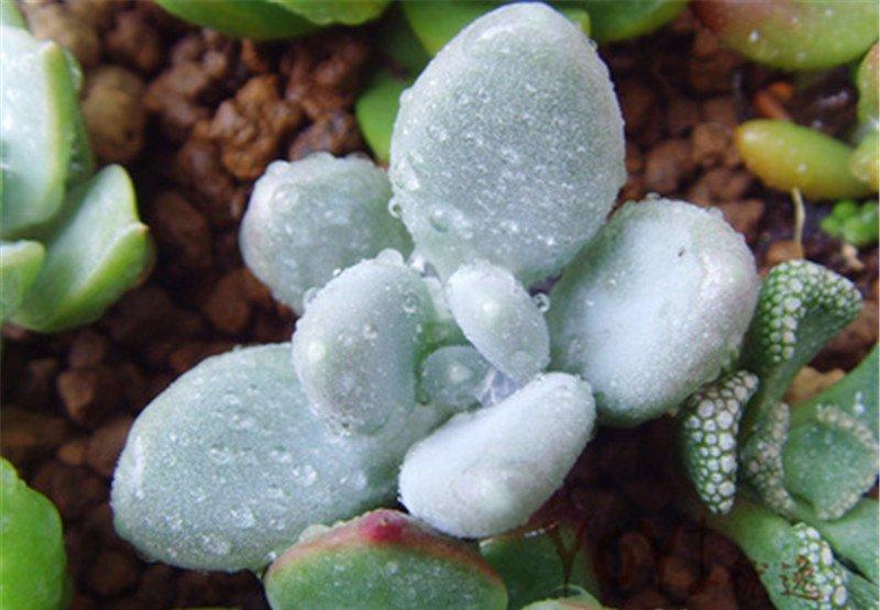 淋雨的星美人