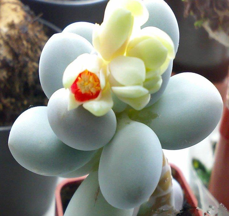 开花的星美人