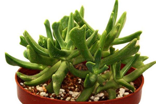 快刀乱麻的美图