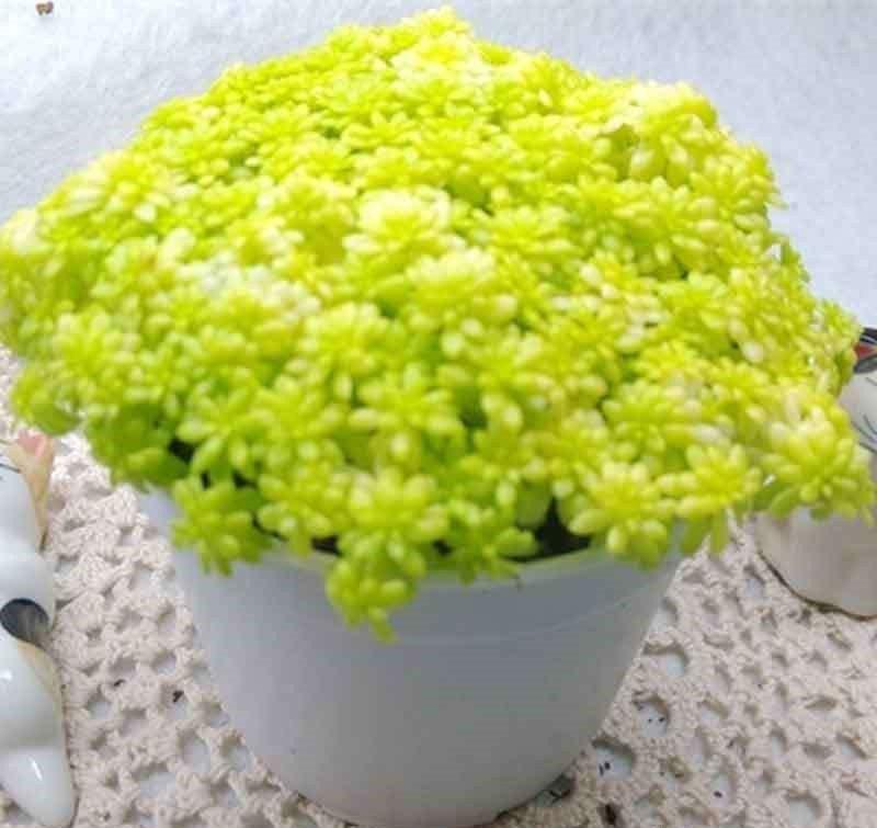 爆盆的黄金万年草