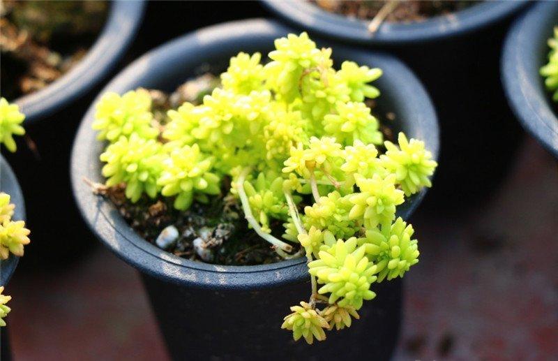 匍匐的黄金万年草