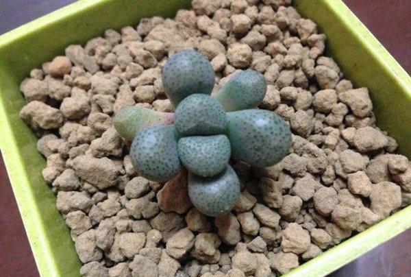 唐扇的图片