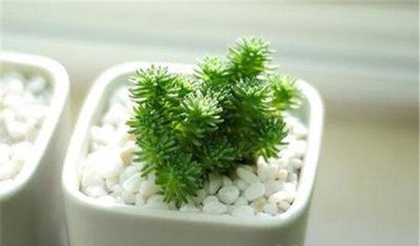 白花小松美图