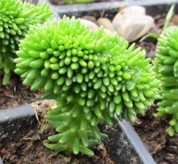 成精的白花小松