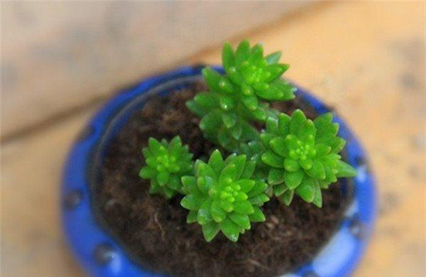 蓝盆的白花小松