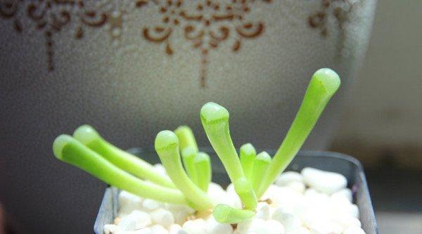 五十铃玉的图片