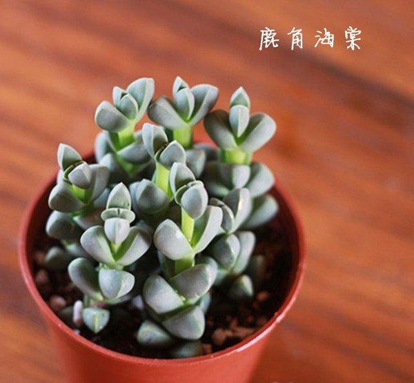 鹿角海棠图片