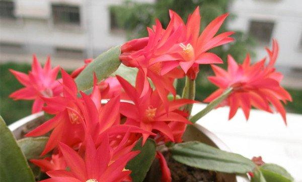 落花之舞图片