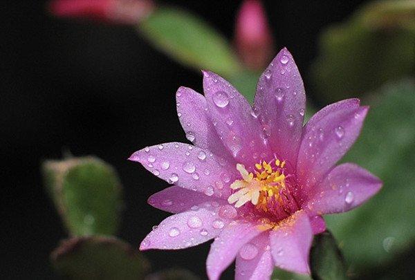 落花时节又逢君——落花之舞