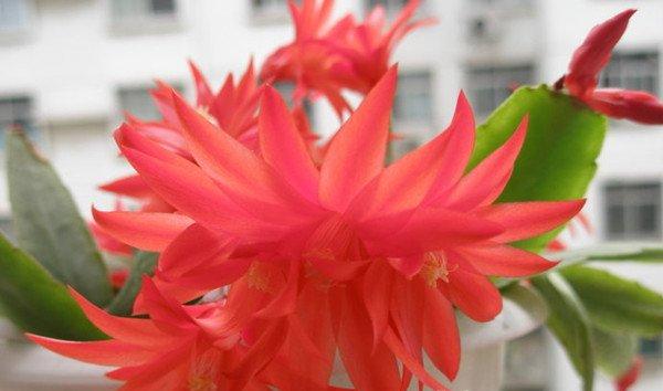 落花之舞