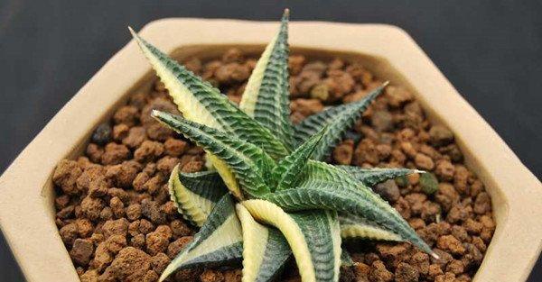 琉璃殿的美图