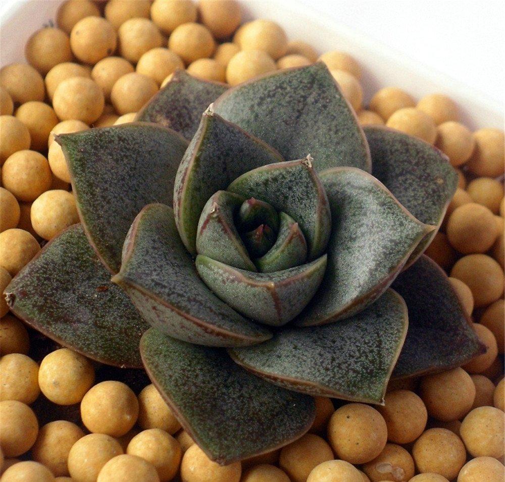 多肉中的蜗牛——大和锦