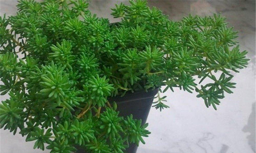 青翠的薄雪万年草