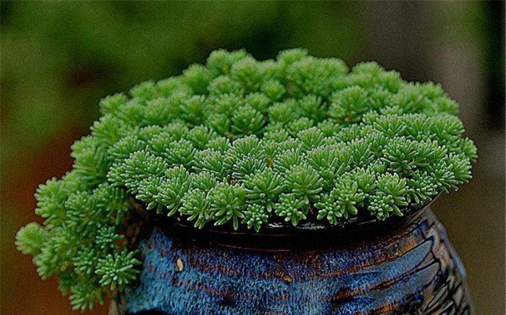 一株带少数民族气息的薄雪万年草