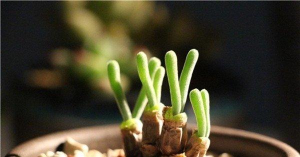 碧光环的图片