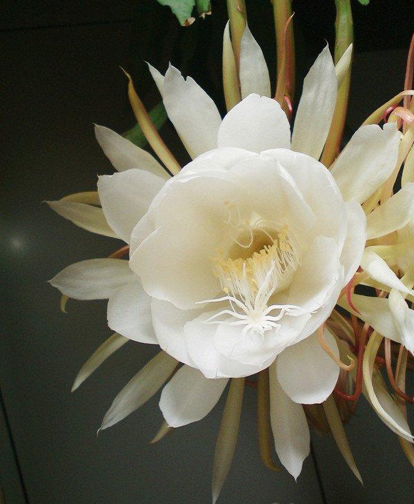 昙花一现
