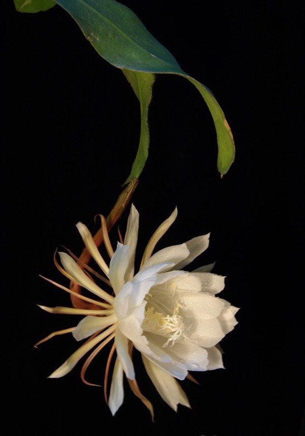 十载独倚楼，会君颜如雪——昙花
